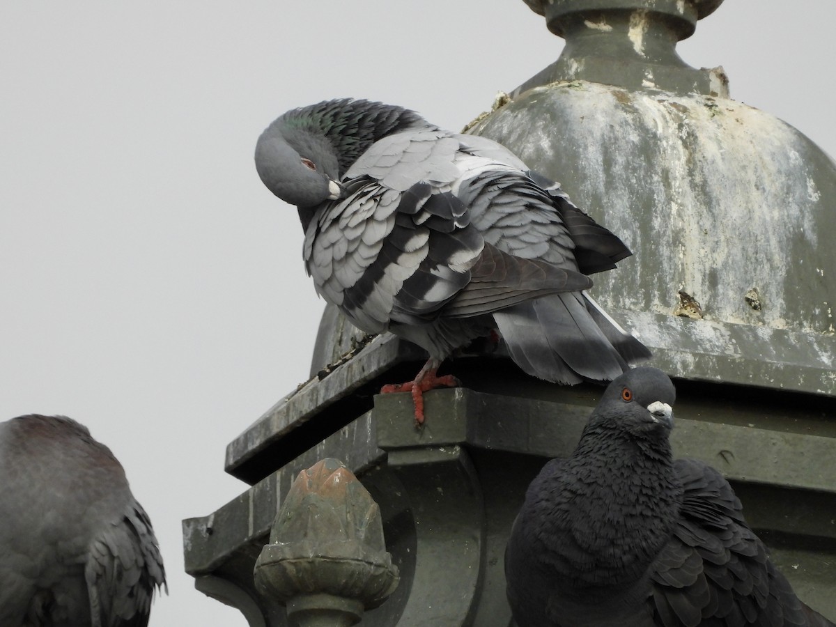 Rock Pigeon (Feral Pigeon) - ML522127461