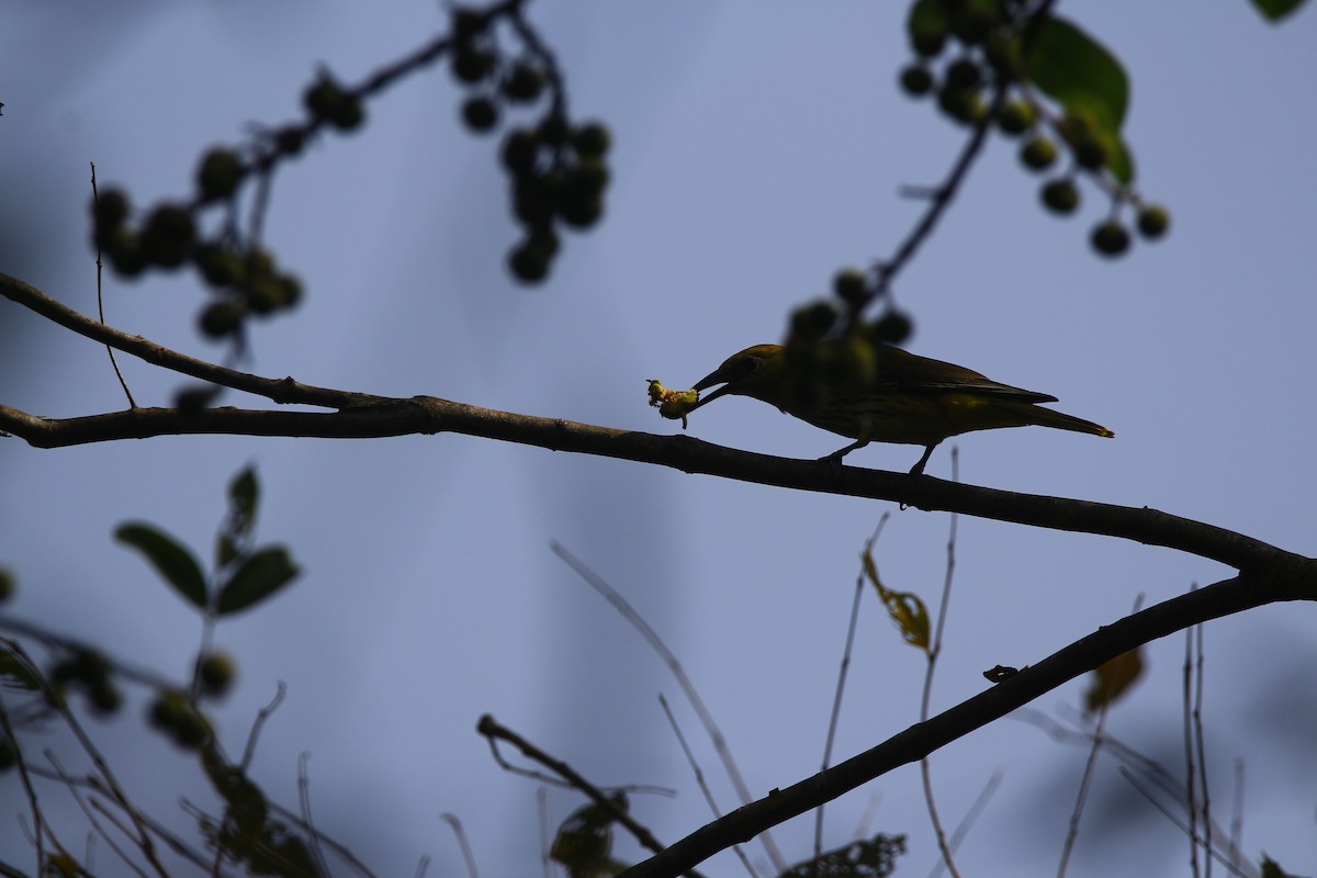Indian Golden Oriole - ML522127651