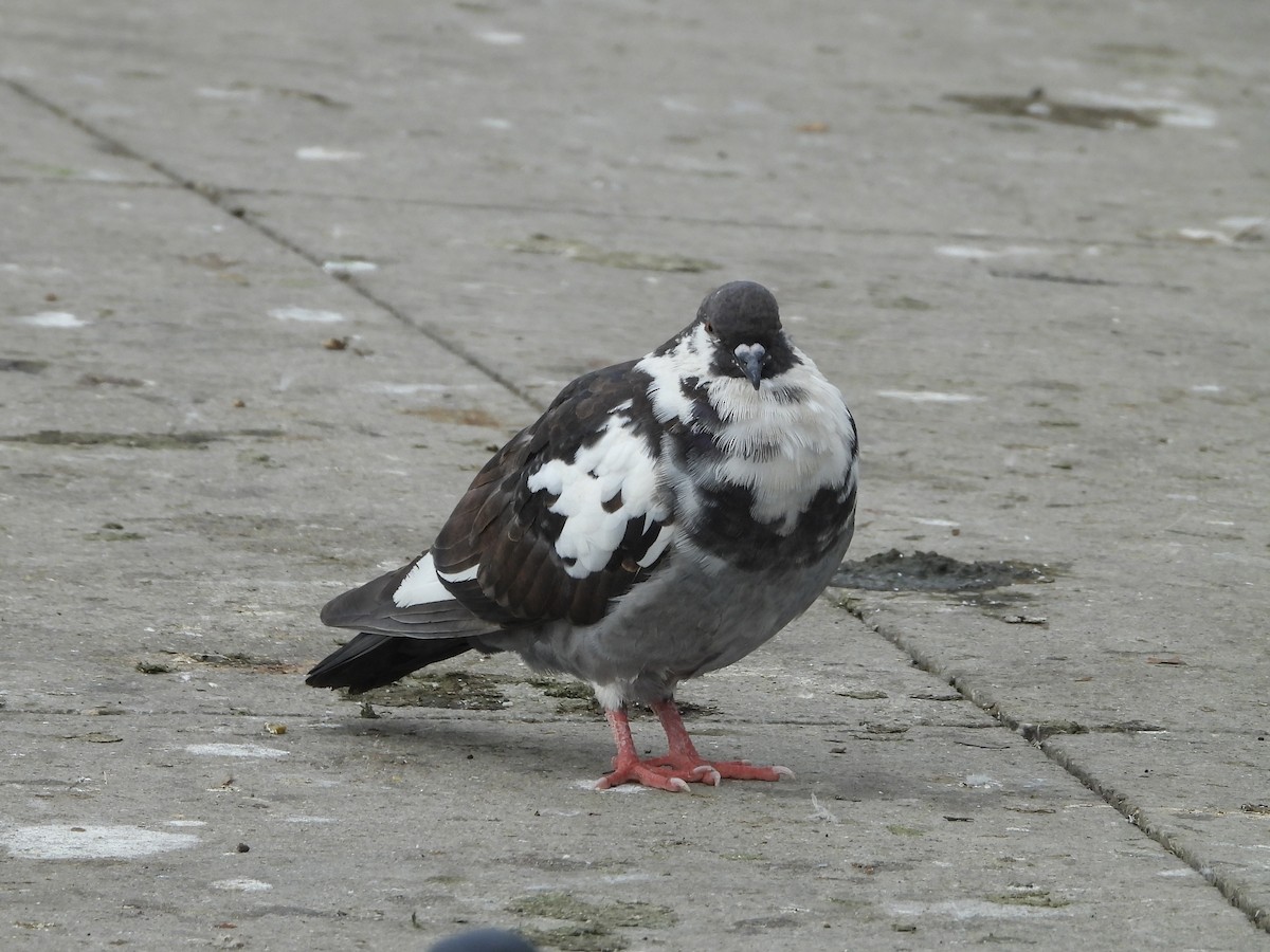 Rock Pigeon (Feral Pigeon) - ML522128191