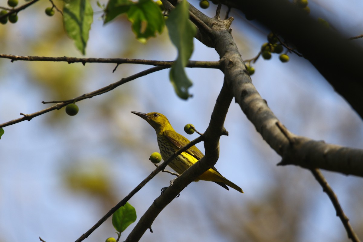 Indian Golden Oriole - ML522128321