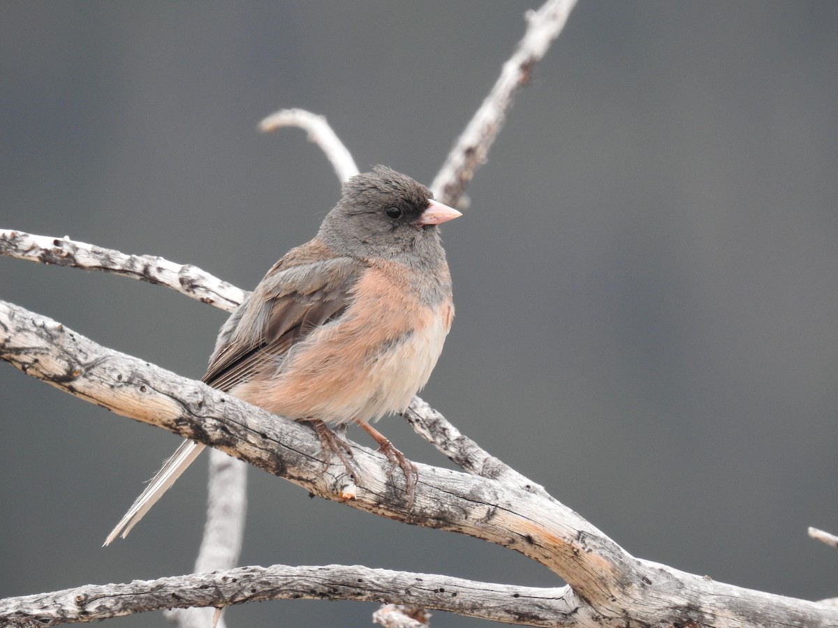 Dark-eyed Junco (Pink-sided) - Chao Jimmy Wu