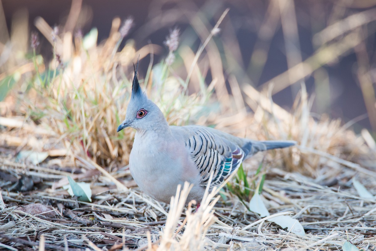 Crested Pigeon - Jan Lile