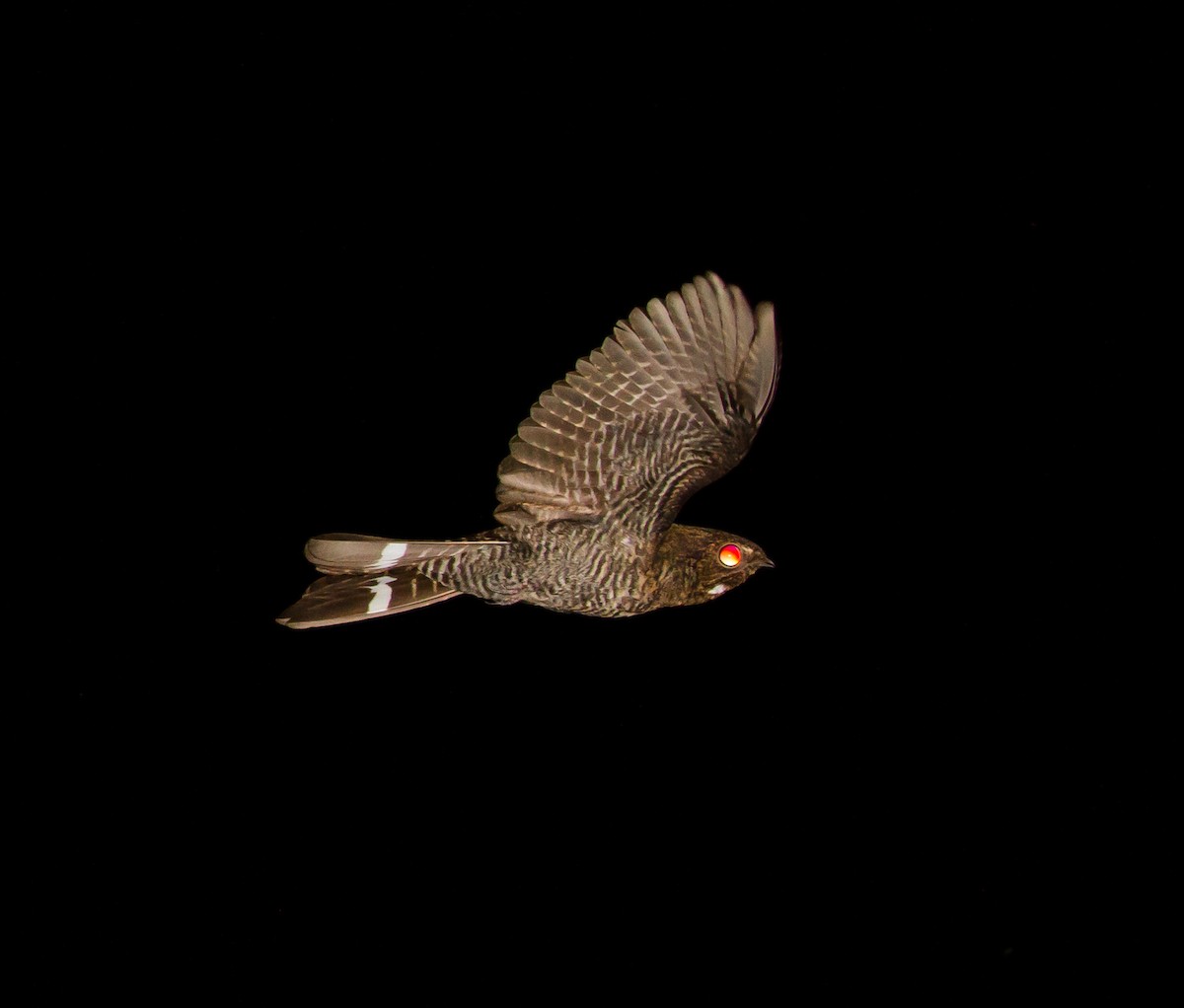 Band-tailed Nighthawk - Cullen Hanks