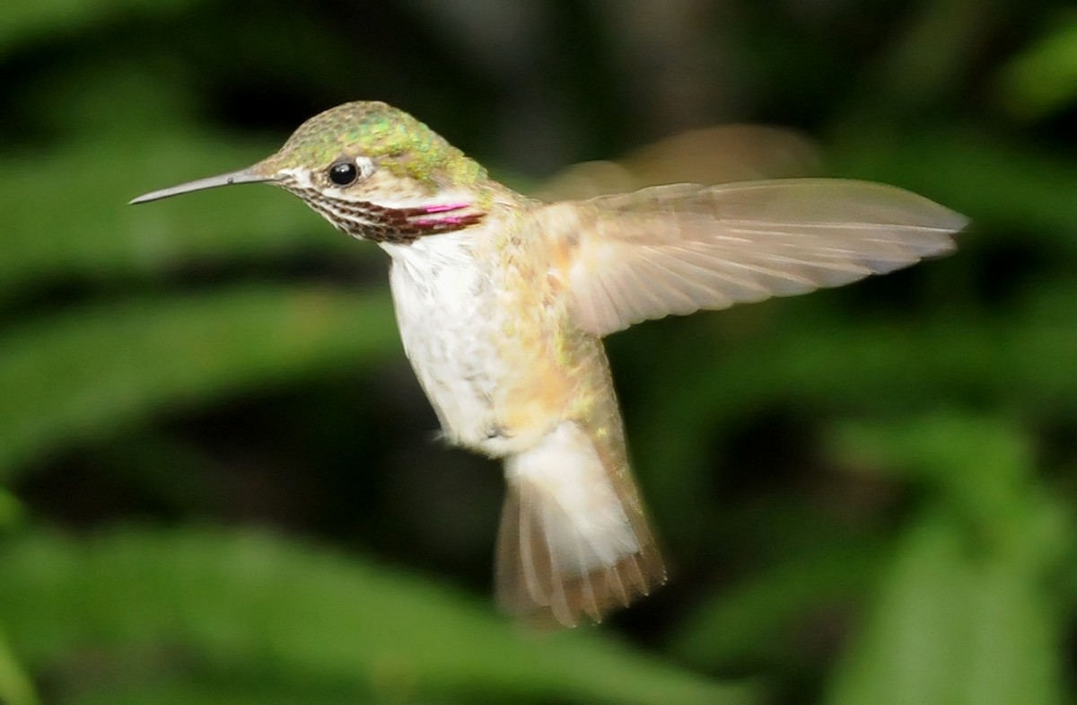 Calliope Hummingbird - ML52214071