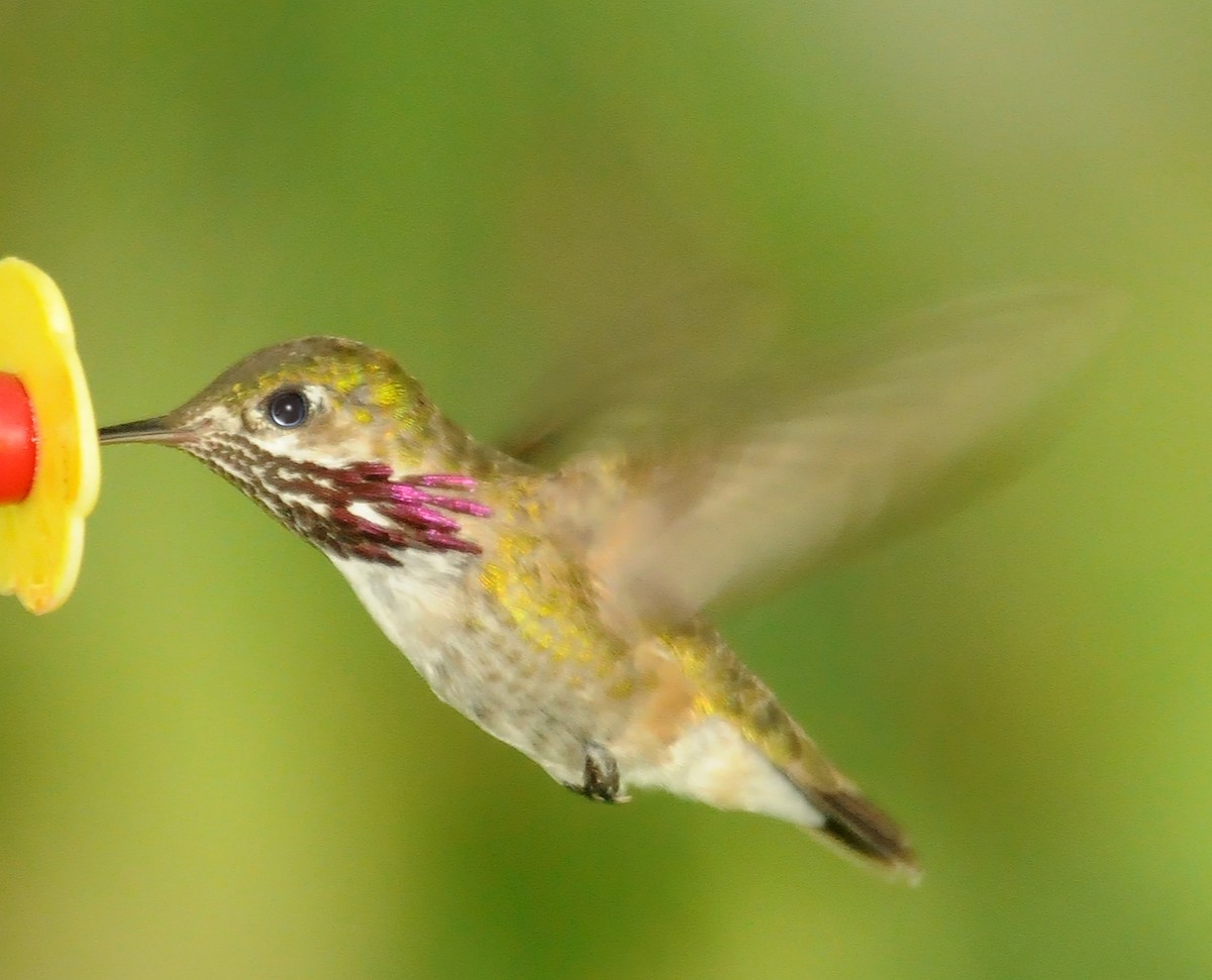 Calliope Hummingbird - Steven Mlodinow