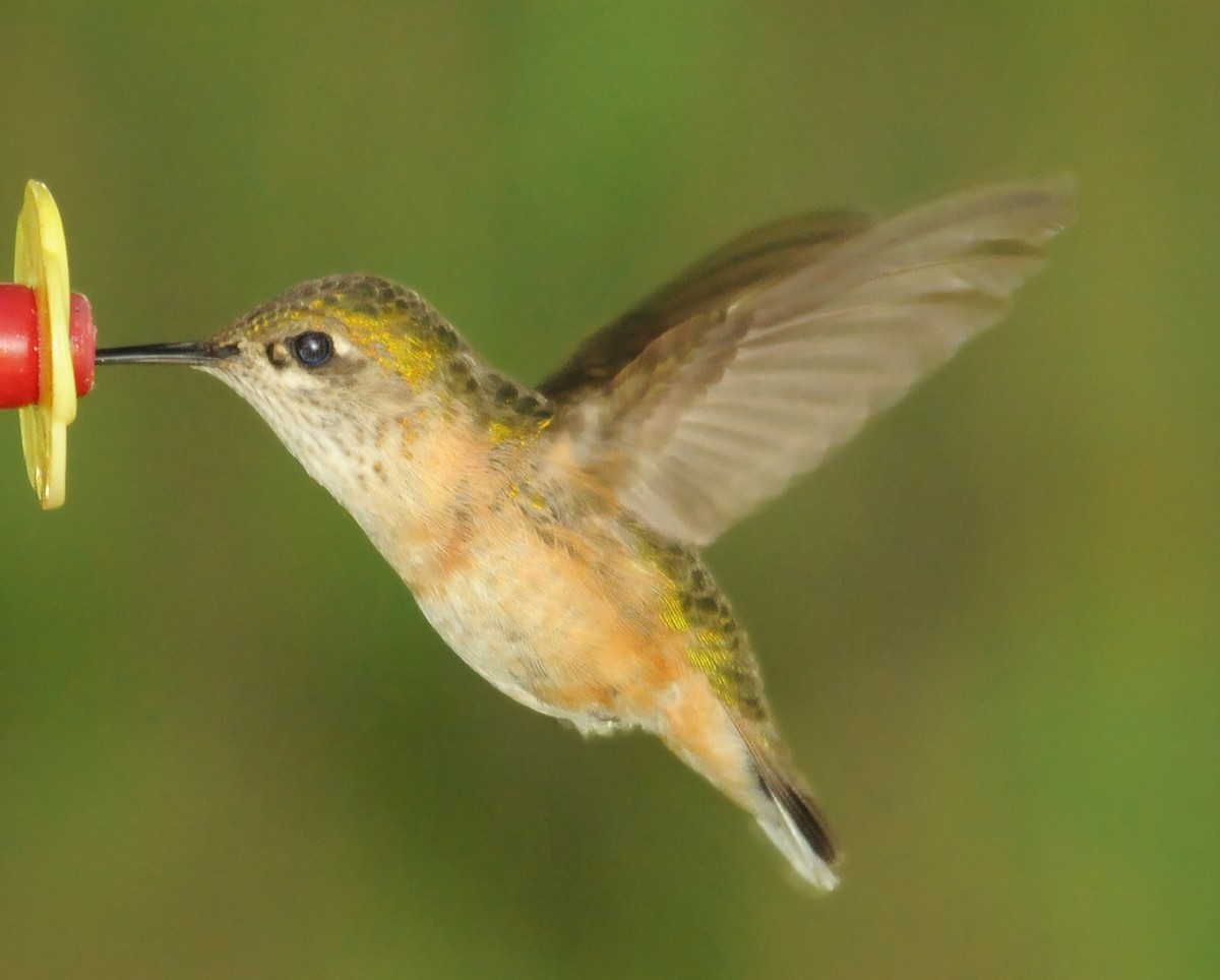 Calliope Hummingbird - Steven Mlodinow