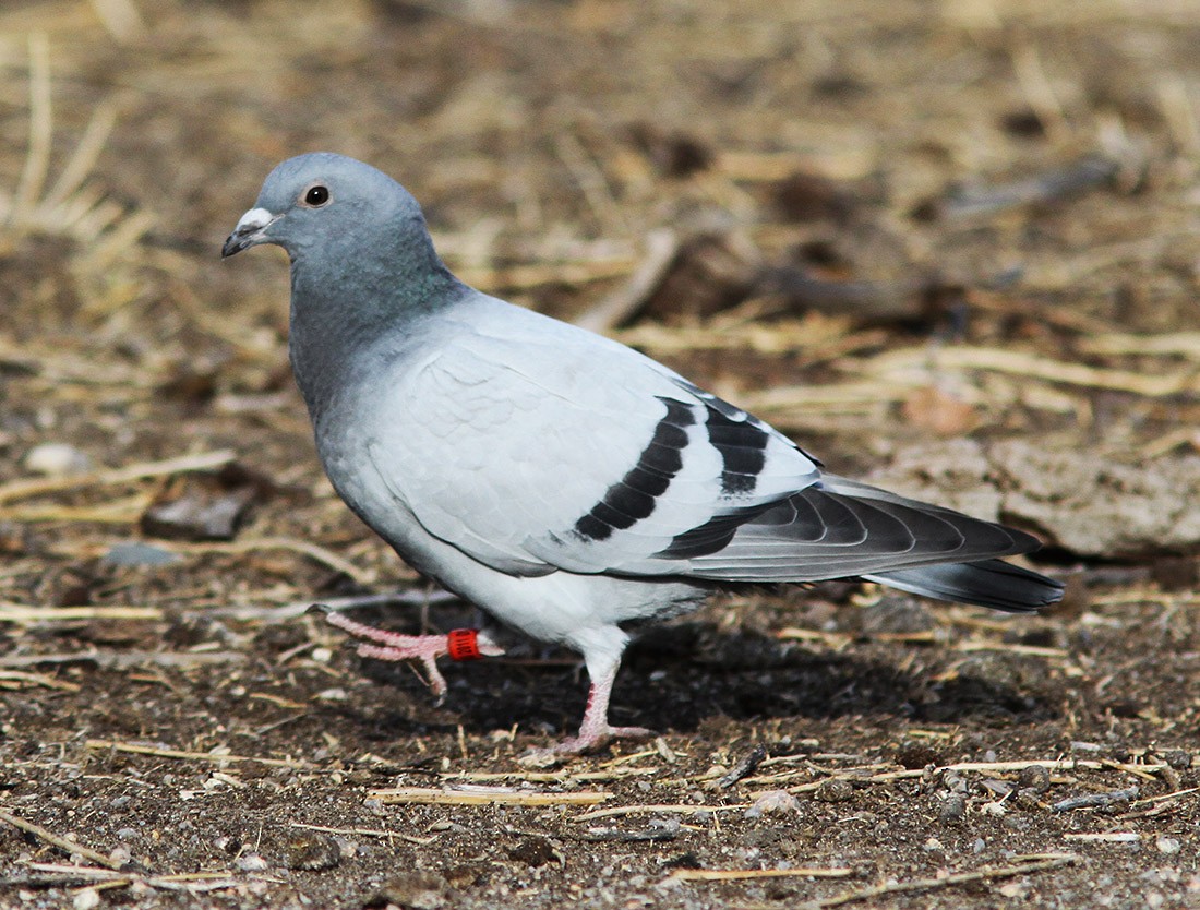 Rock Pigeon (Feral Pigeon) - Bill Maynard