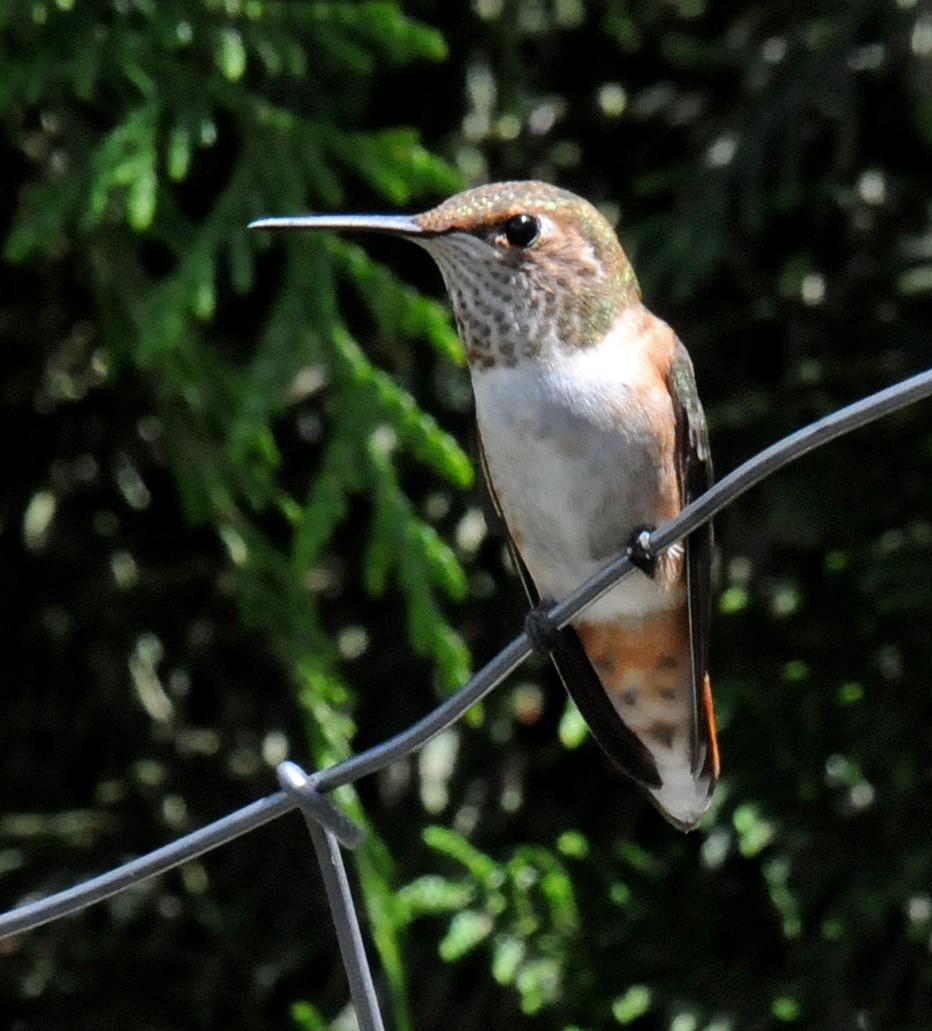Rufous Hummingbird - ML52214301