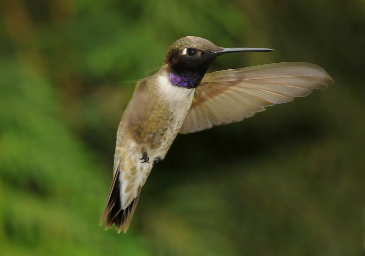 Black-chinned Hummingbird - ML52214361