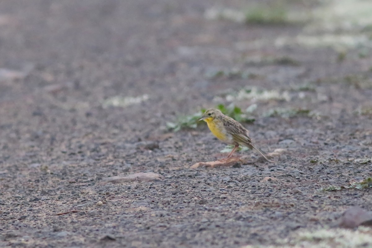 Yellow-breasted Pipit - ML522149841