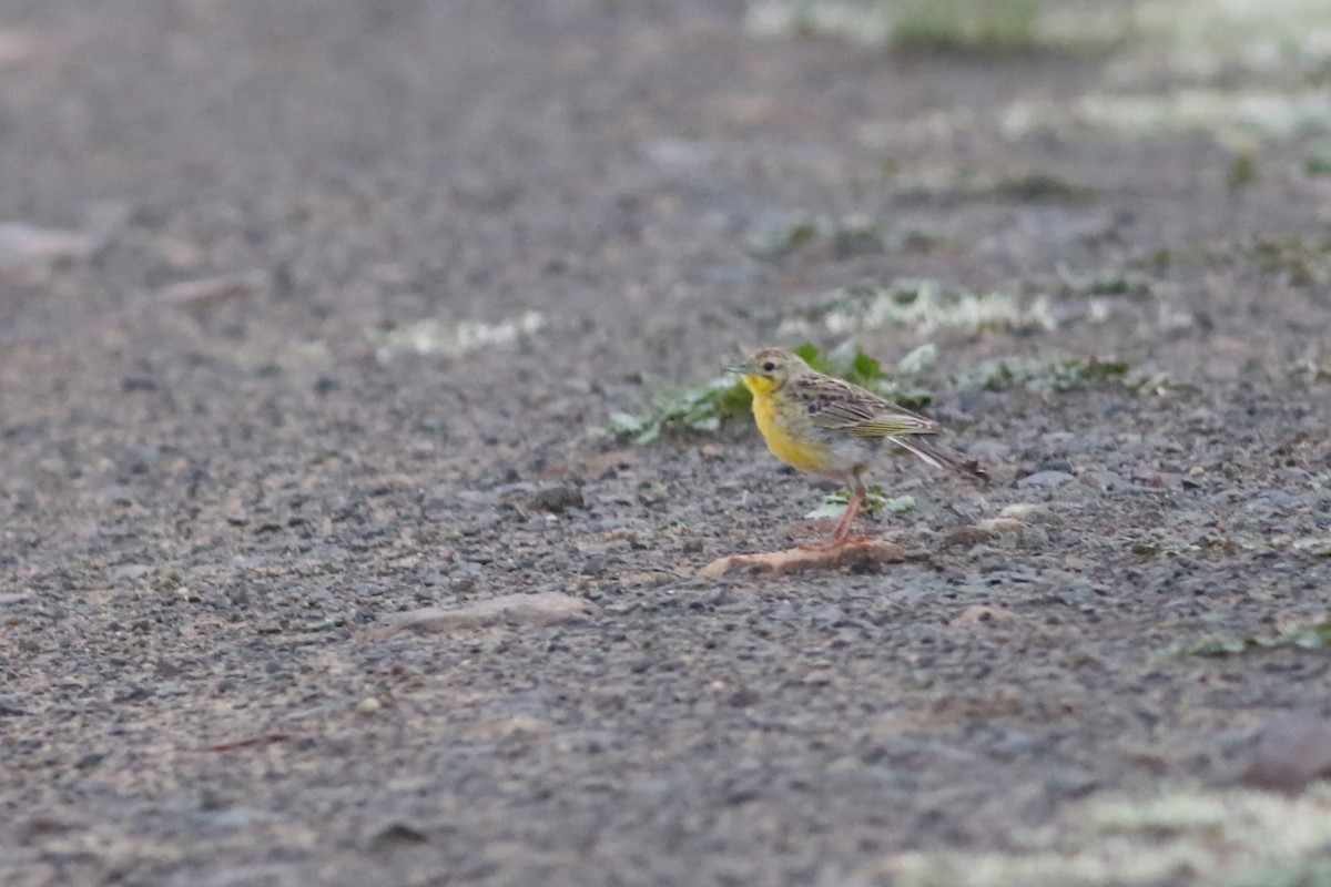 Yellow-breasted Pipit - ML522150231