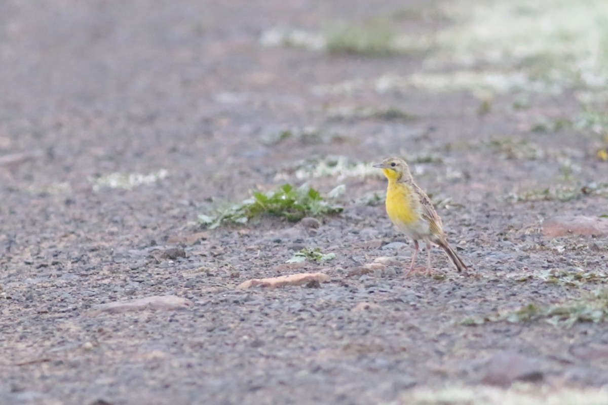 Yellow-breasted Pipit - ML522150241