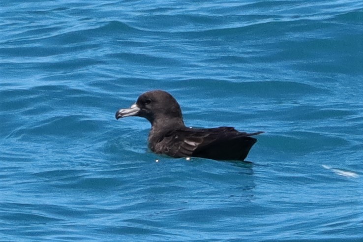 Flesh-footed Shearwater - ML522152621