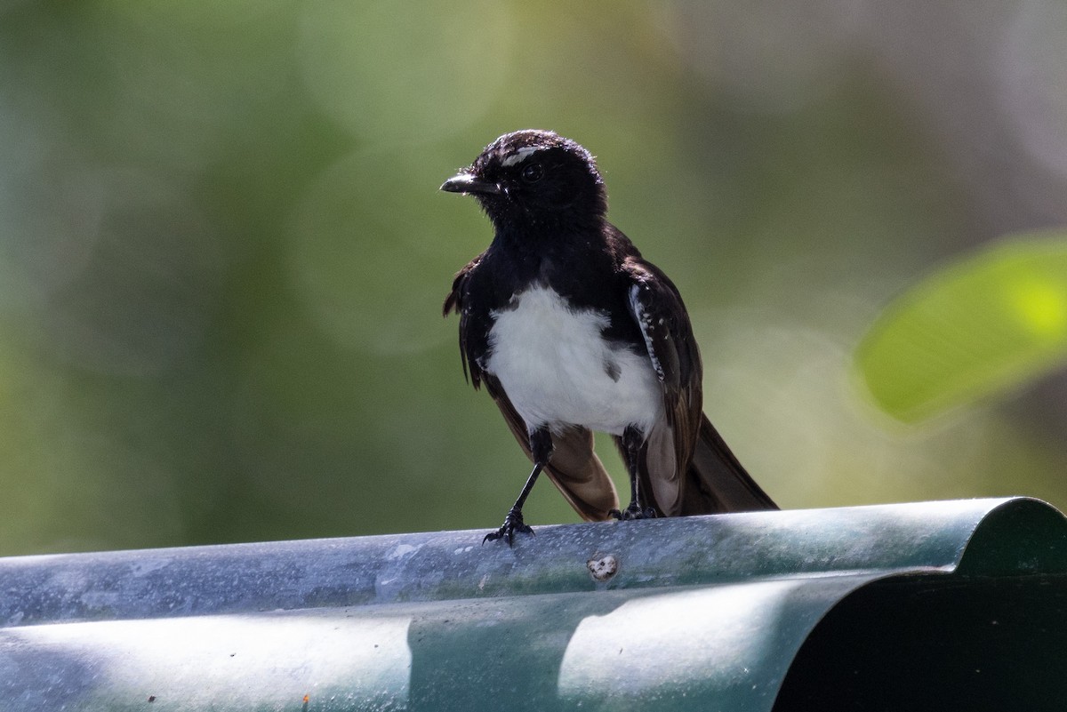 Willie-wagtail - ML522155131
