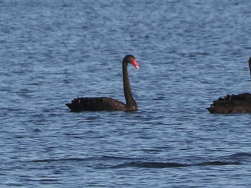 Black Swan - ML522155721