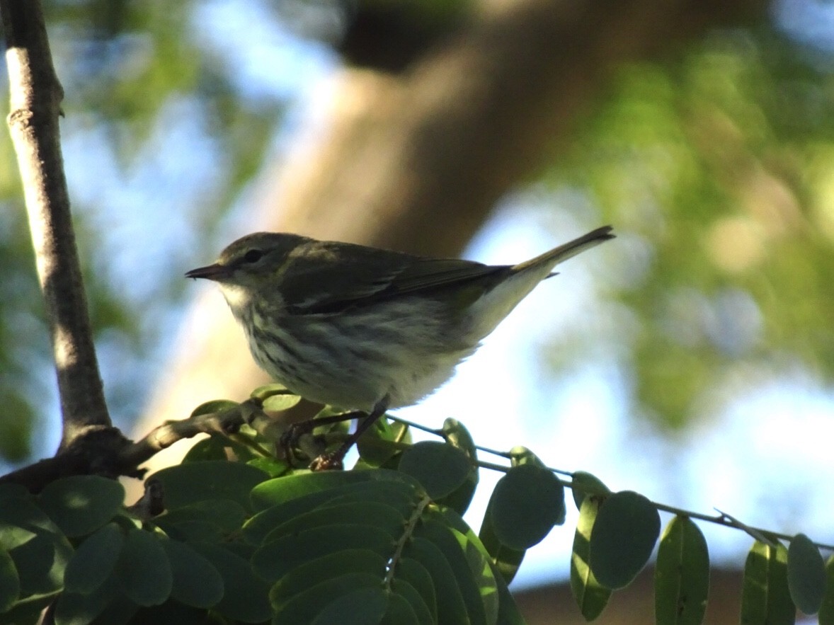 Cape May Warbler - ML522157981
