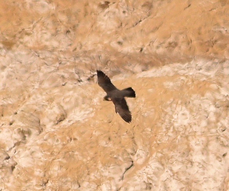 Peregrine Falcon - CSU Ornithologist Club Data