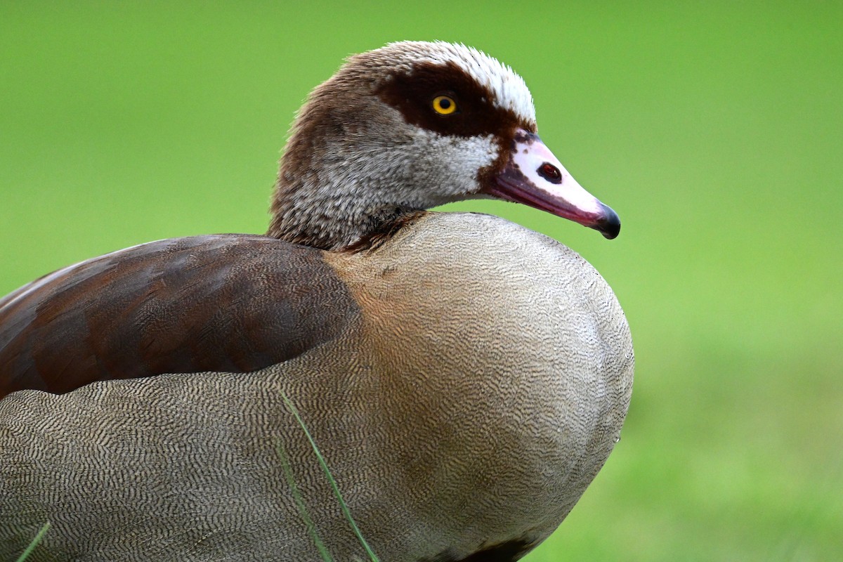 Egyptian Goose - Uriel Levy