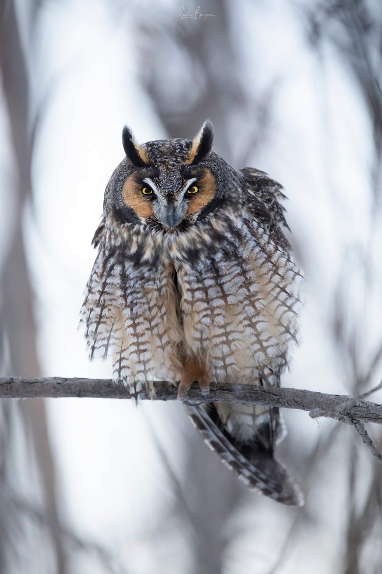 Long-eared Owl - sandra bourgeois arseneault