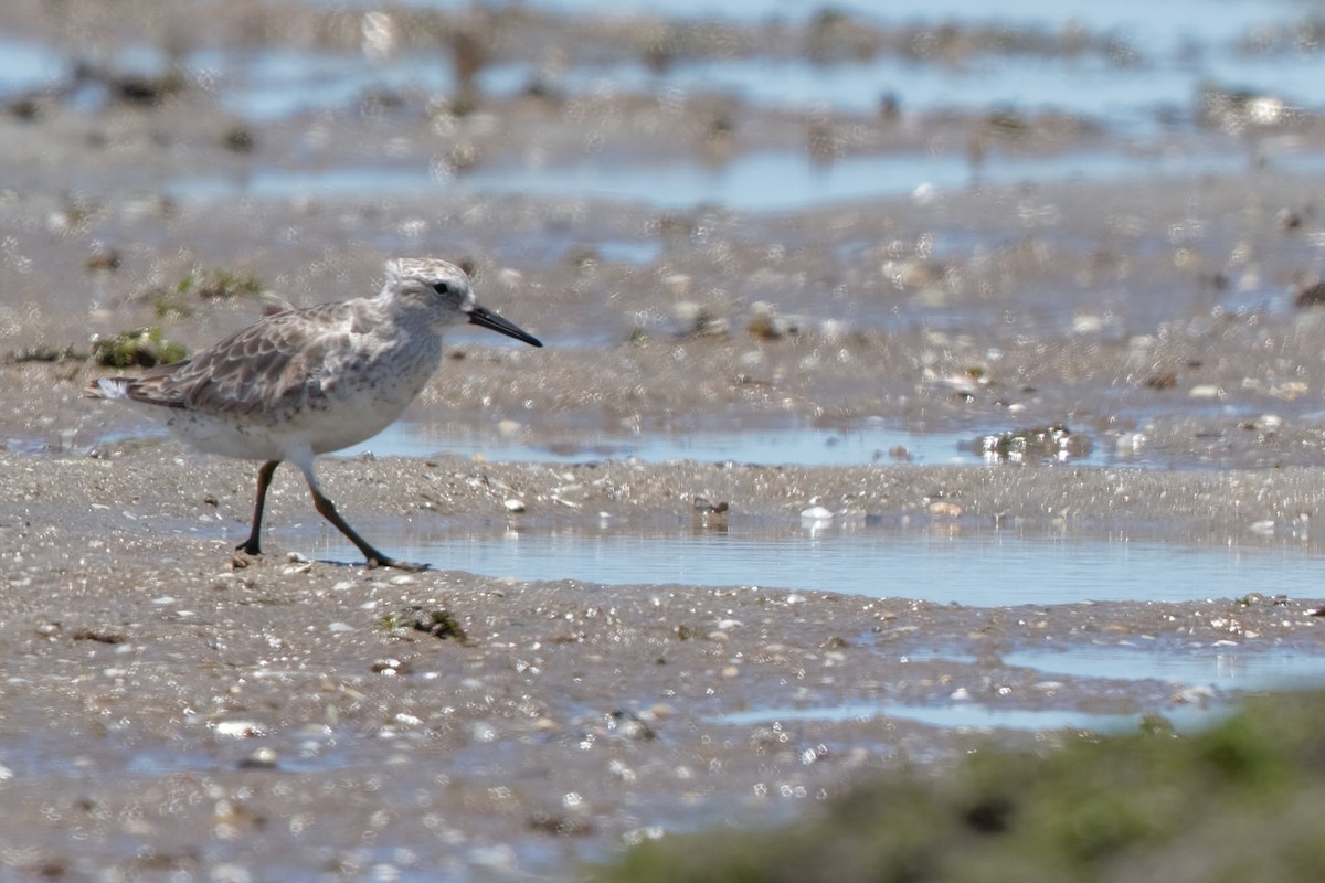 Red Knot - ML522164121