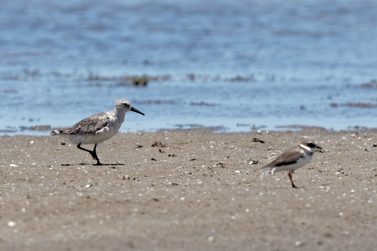 Red Knot - ML522164131