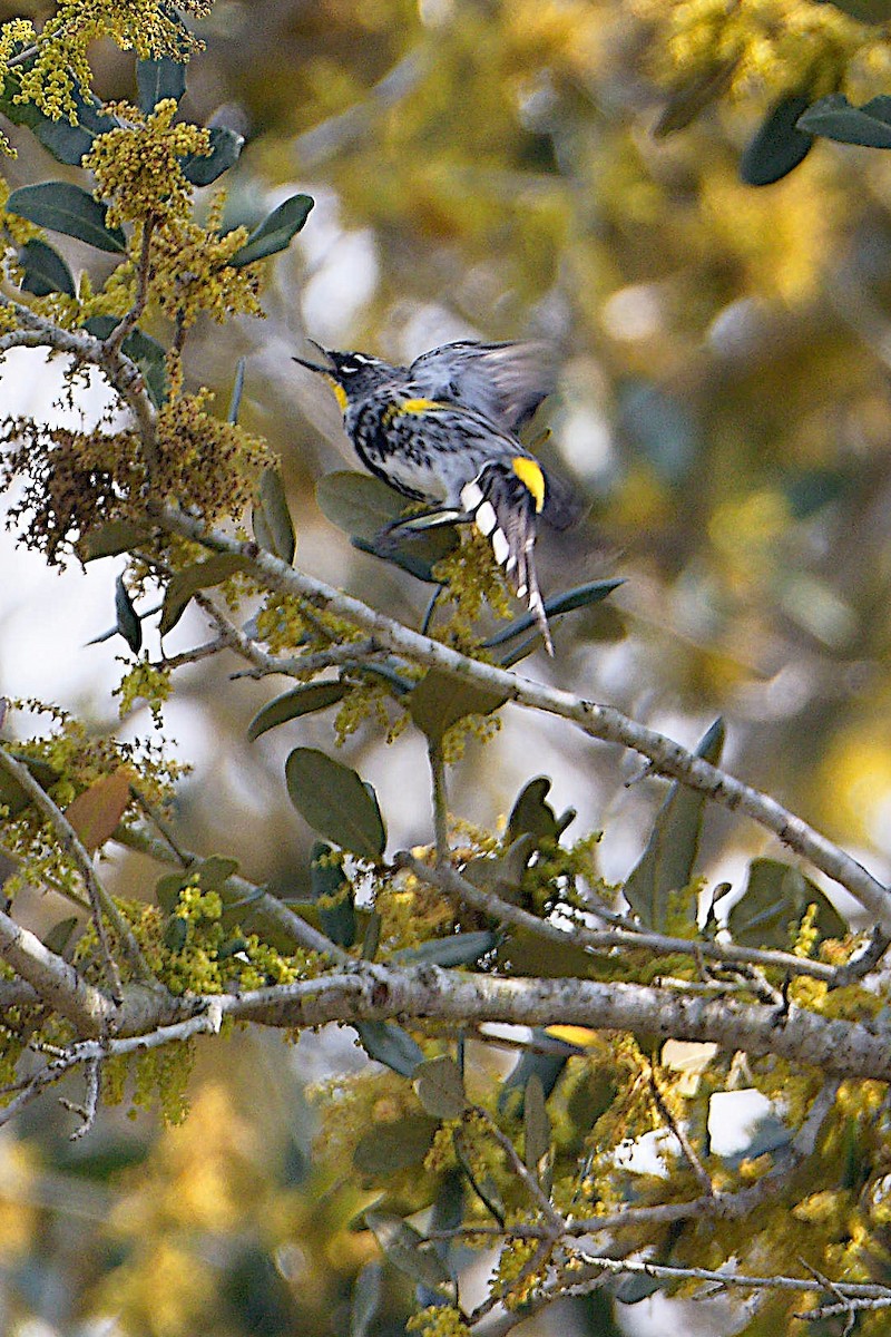 Yellow-rumped Warbler (Audubon's) - Tamuk Ornithology