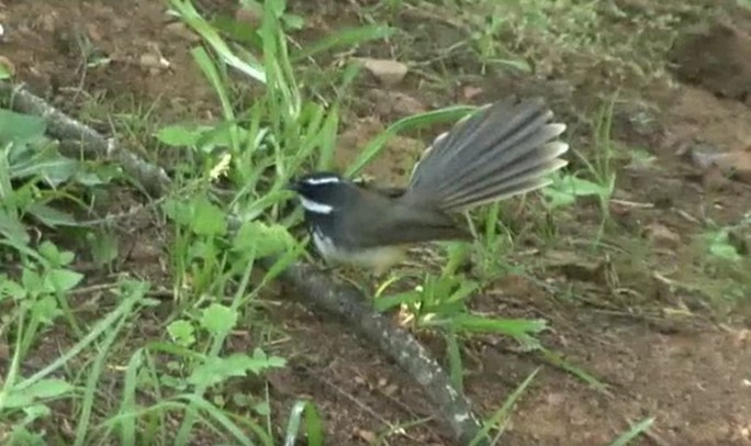 Spot-breasted Fantail - ML522178371
