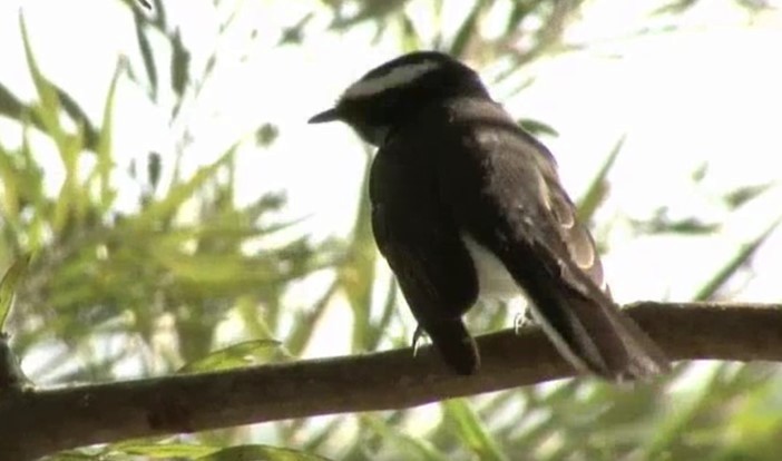 White-browed Fantail - ML522178691