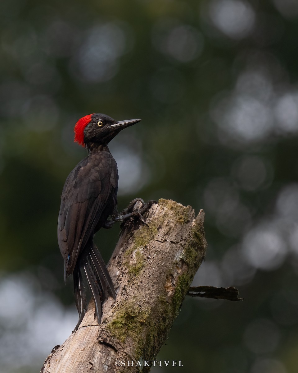 Andaman Woodpecker - ML522179331