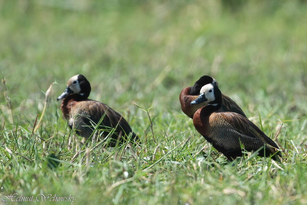 White-faced Whistling-Duck - Helmut Wehowsky