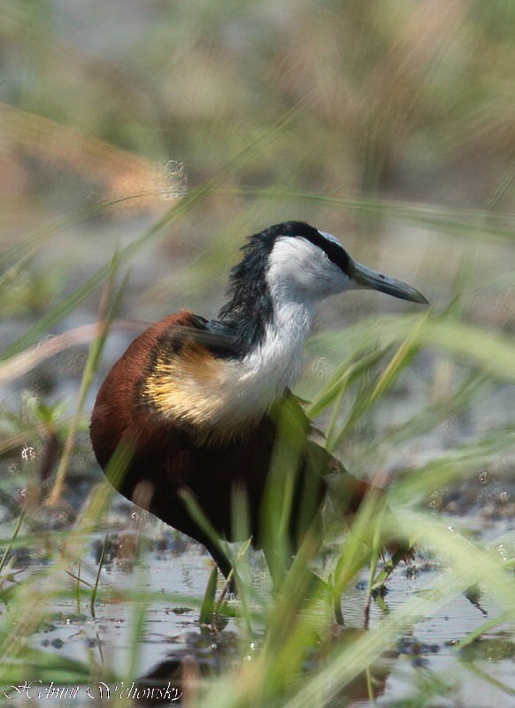 African Jacana - Helmut Wehowsky