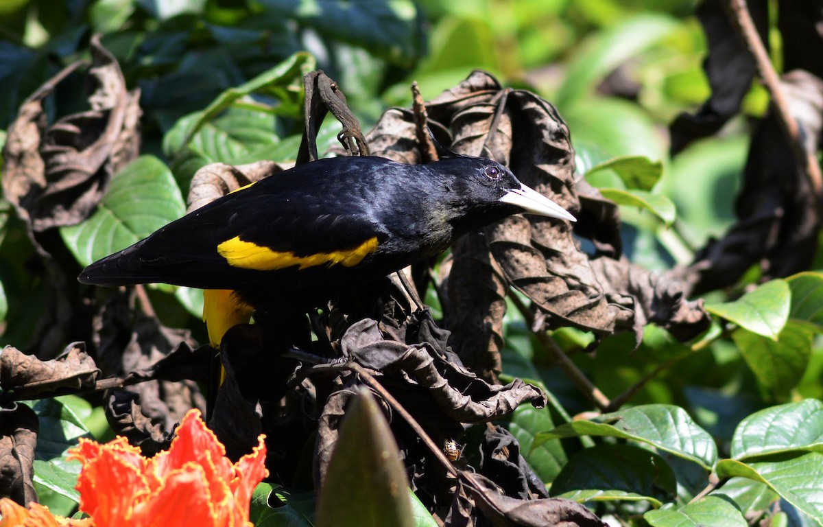 Yellow-winged Cacique - Chris Lloyd