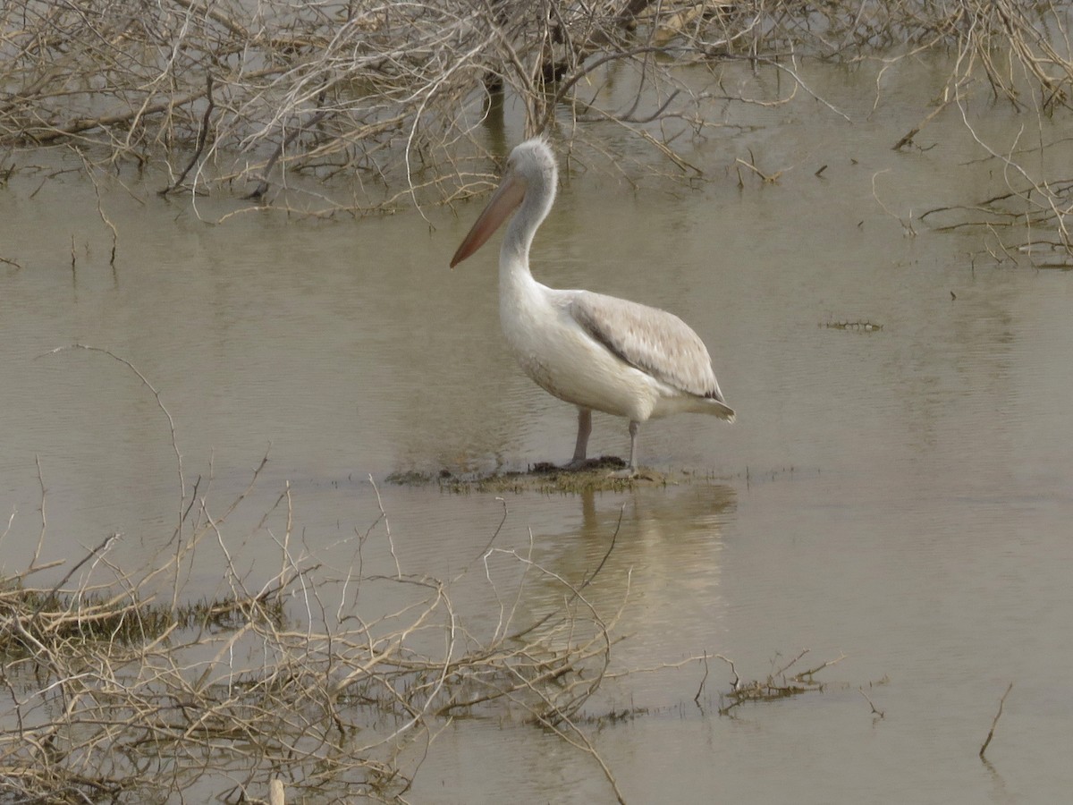 pelikán kadeřavý - ML522188291