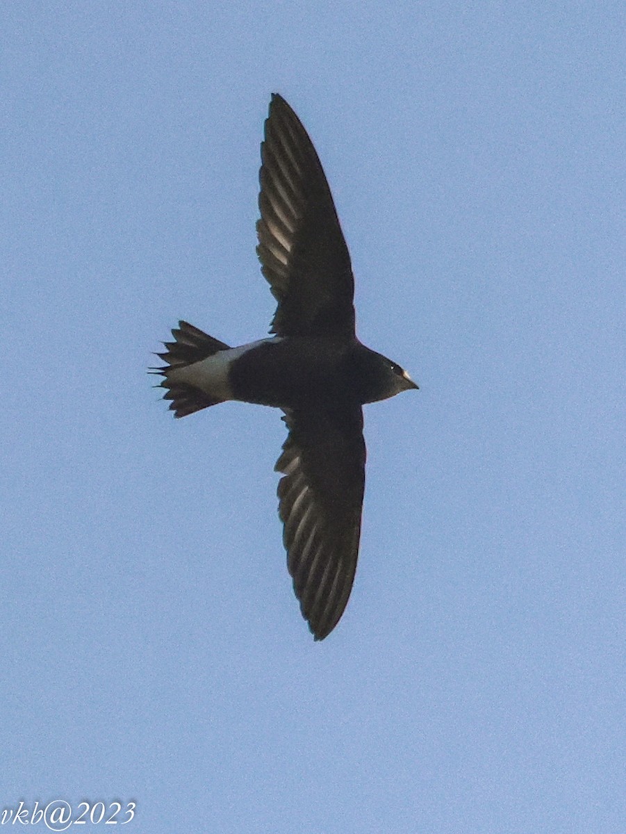 Brown-backed Needletail - ML522190111