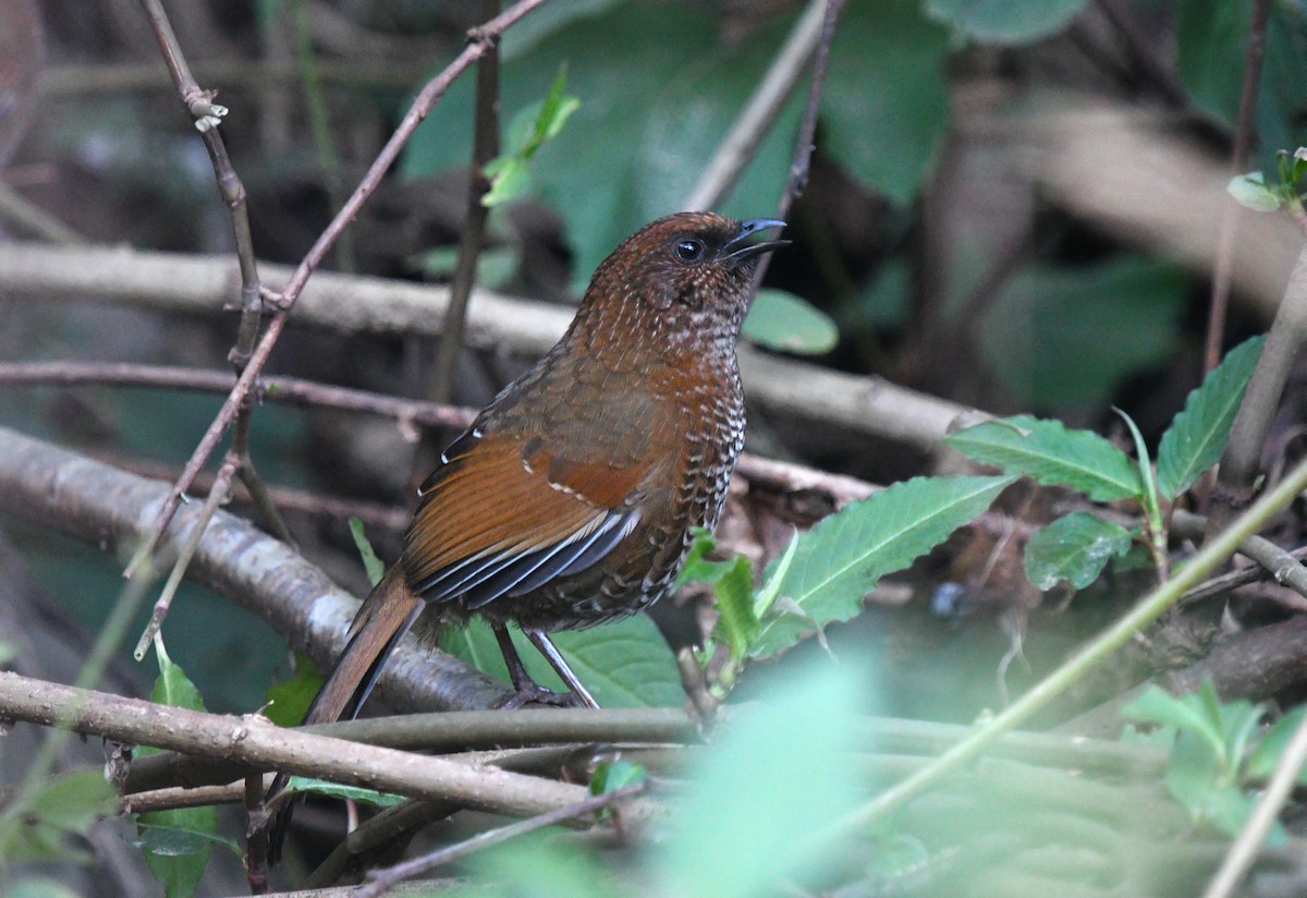 Brown-capped Laughingthrush - ML522194441