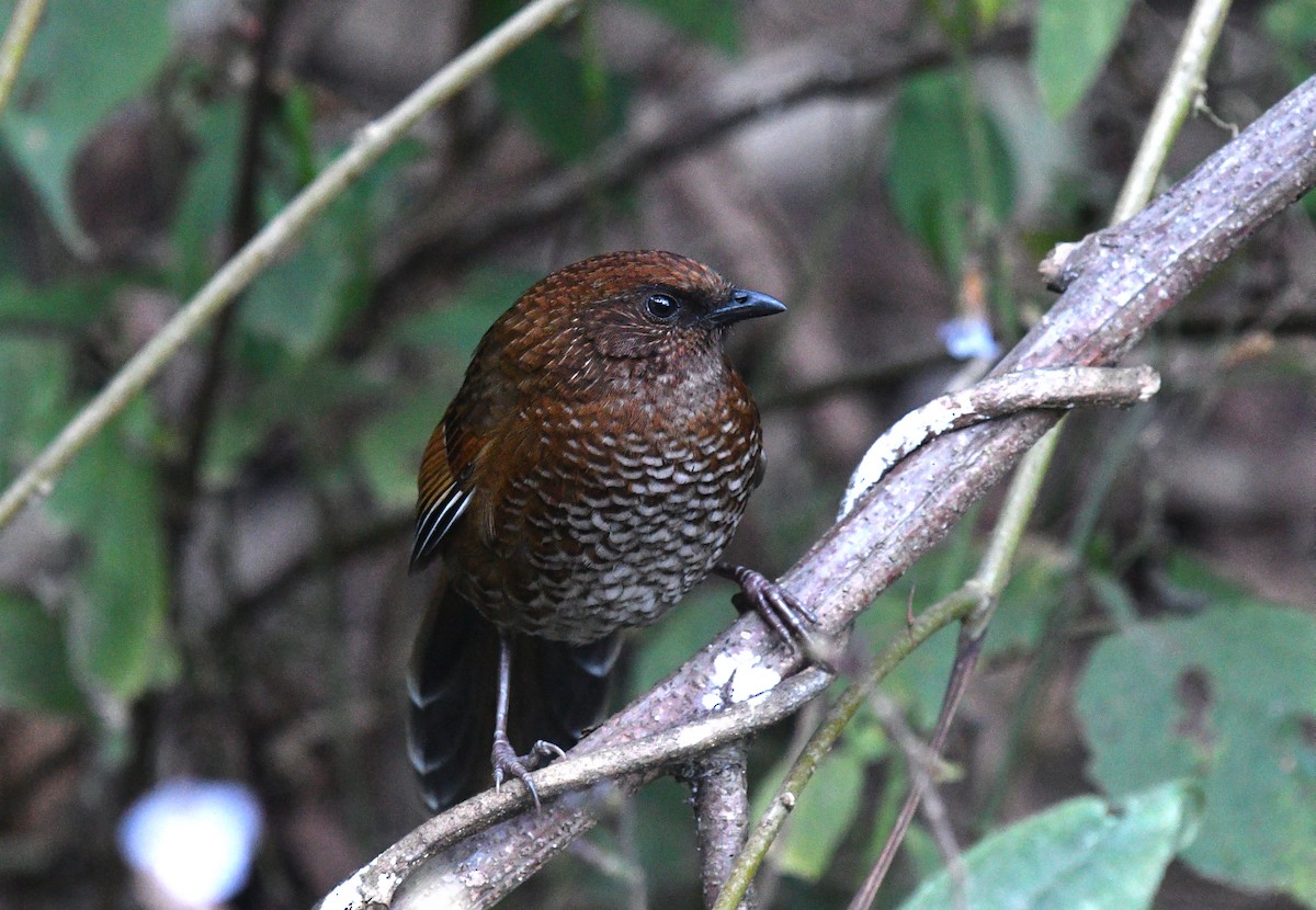 Brown-capped Laughingthrush - ML522194471