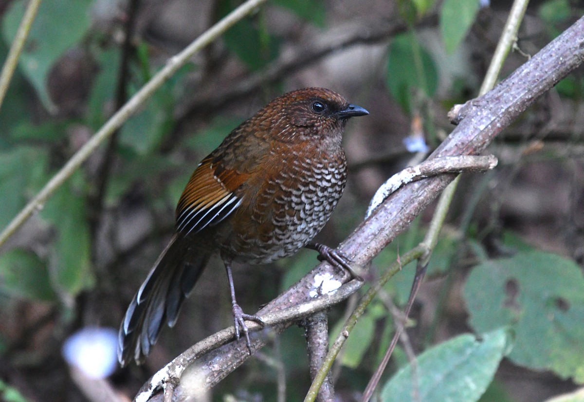 Brown-capped Laughingthrush - ML522194481