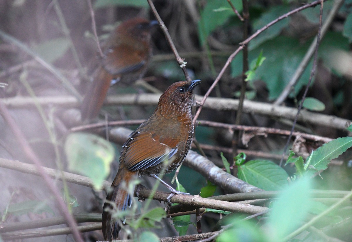 Brown-capped Laughingthrush - ML522194501