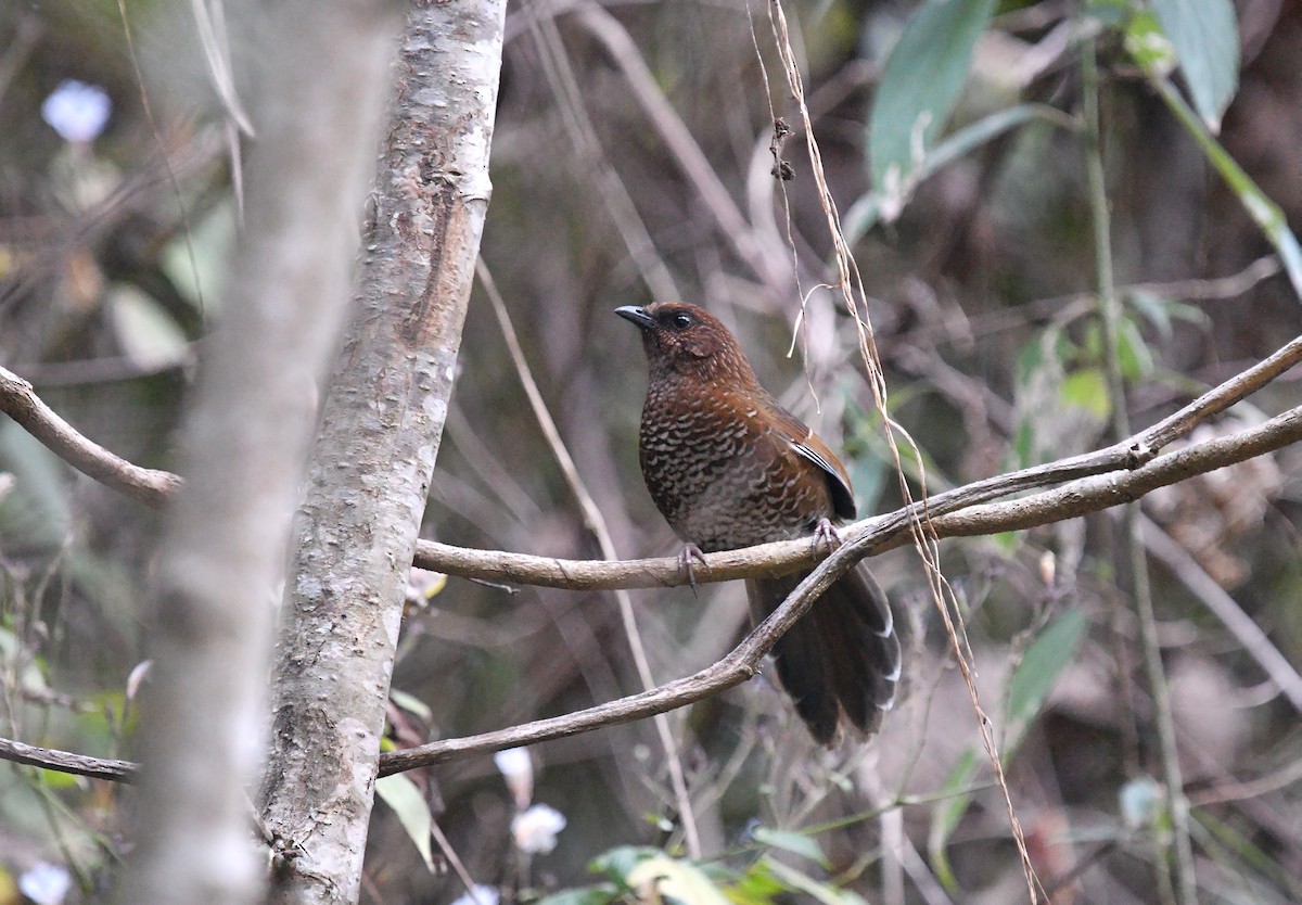 Brown-capped Laughingthrush - ML522194511