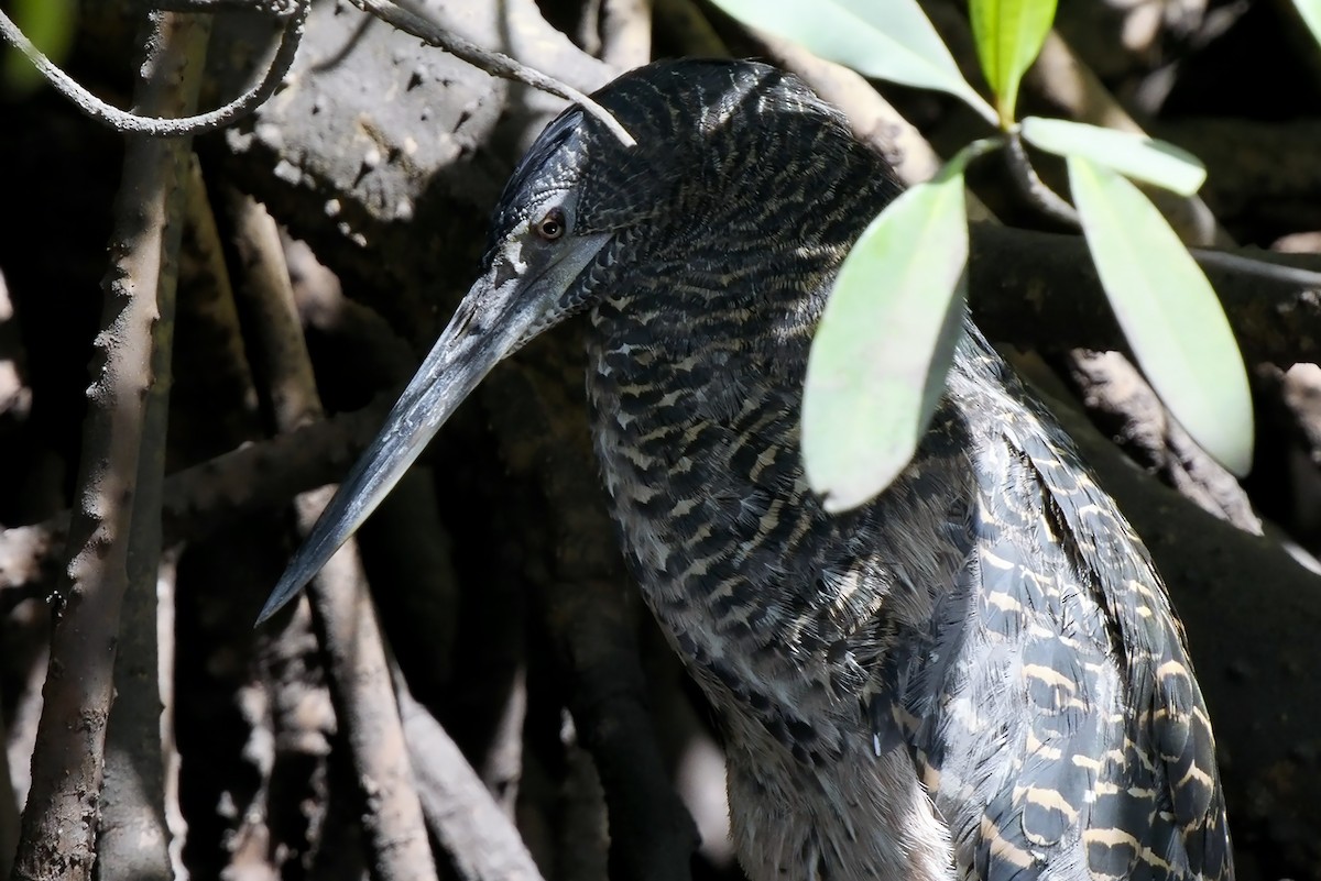 White-crested Tiger-Heron - ML522200301