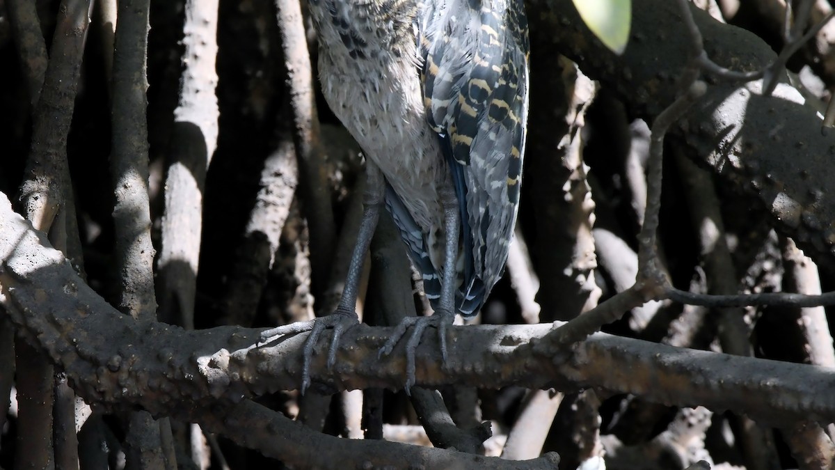 White-crested Tiger-Heron - ML522200321