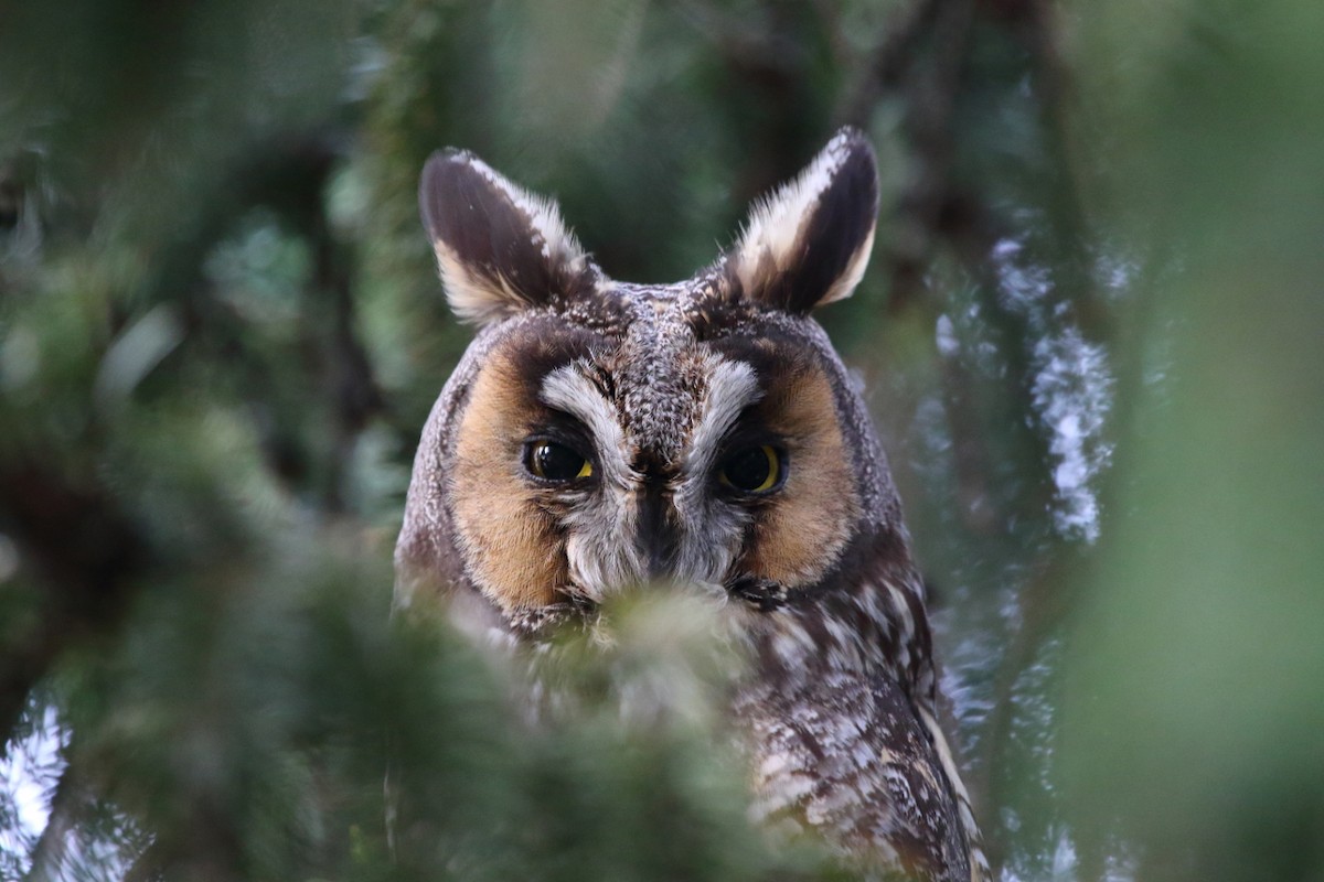 Long-eared Owl - ML52220261