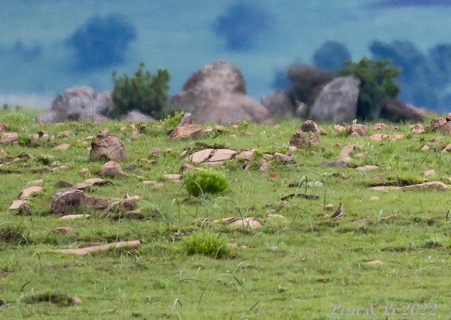 Habitat: Upland grassland. - Temminck's Courser - 