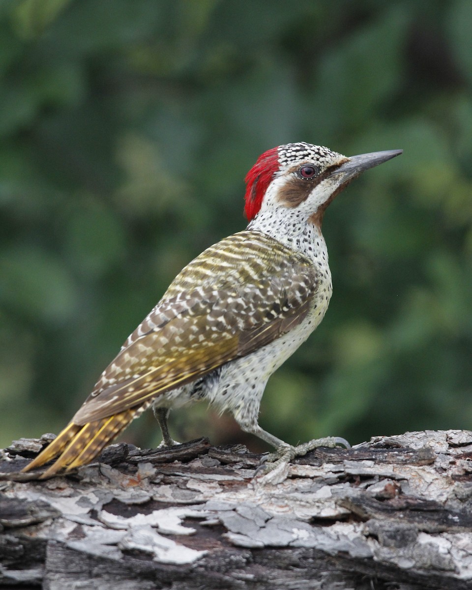 Bennett's Woodpecker - ML522208381