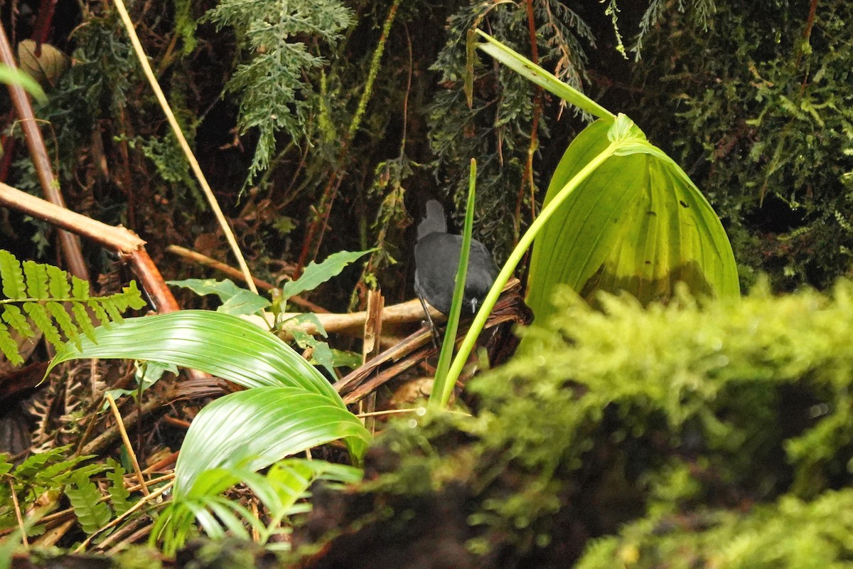 Long-tailed Tapaculo - ML522209781