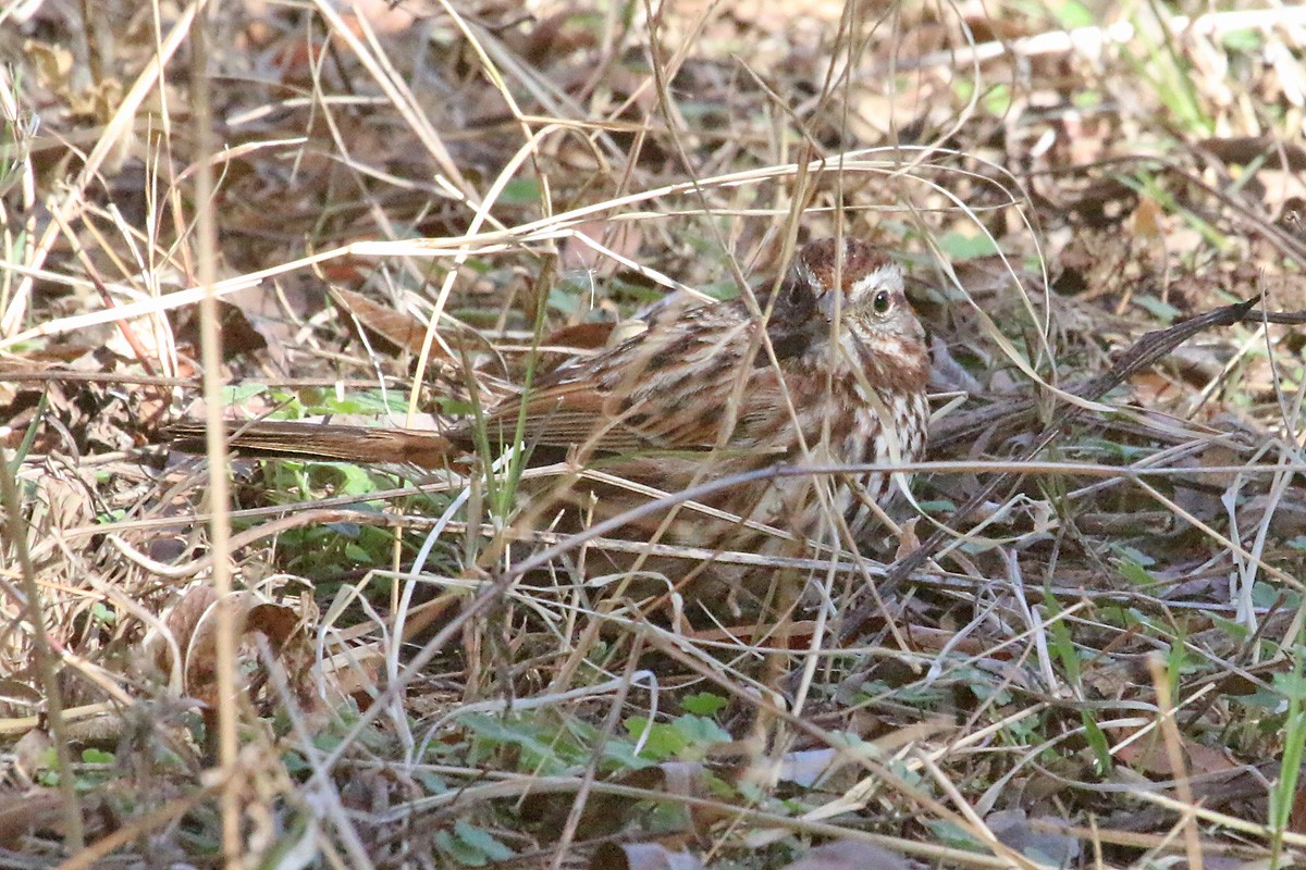 Song Sparrow (montana/merrilli) - ML52221231