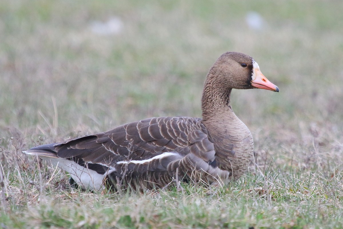 Greater White-fronted Goose - Jeff Bryant