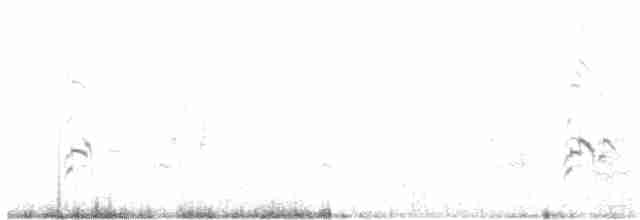 Braunhals-Säbelschnäbler - ML52221521