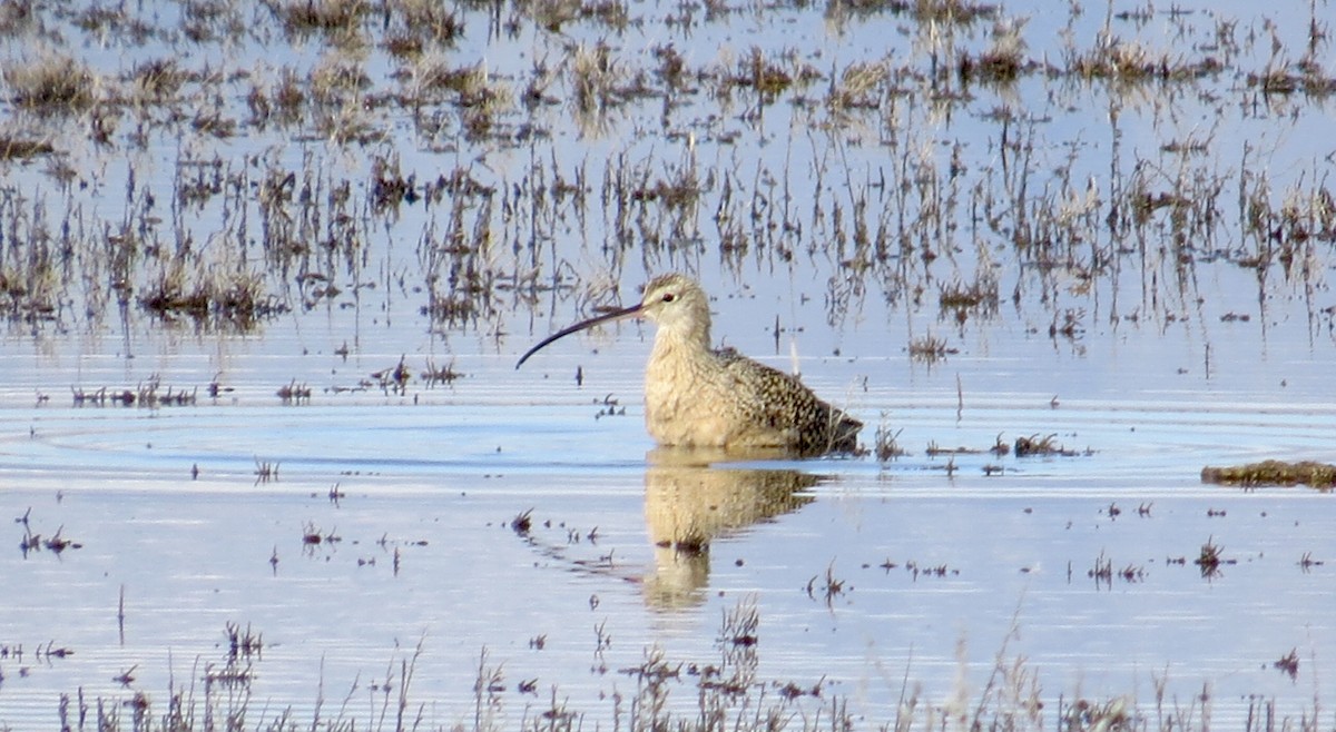 Long-billed Curlew - ML52221581