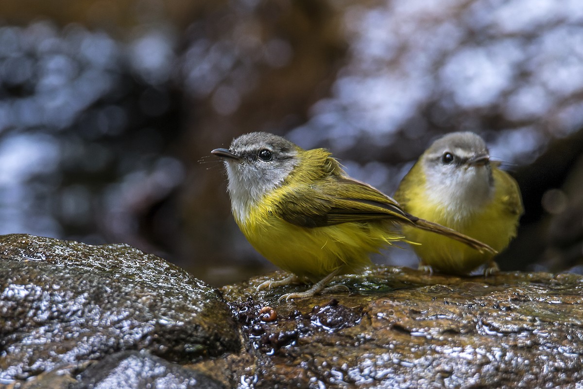 Yellow-bellied Warbler - Wich’yanan Limparungpatthanakij